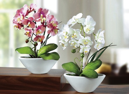 Orchideen in weißen Keramikschalen, 2er-Set