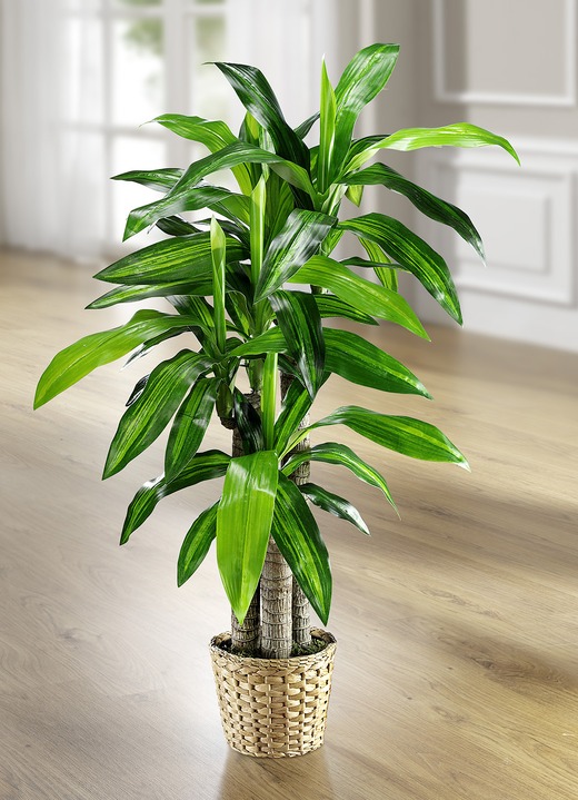 Kunst- & Textilpflanzen - Dracena-Palme, in Farbe