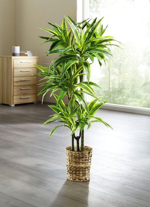 Kunst- & Textilpflanzen - Dracena-Reflexa-Palme, in Farbe GRÜN