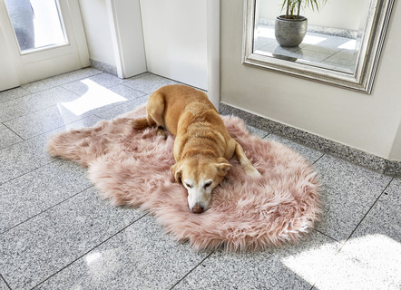 Waschbares Tierbett "Kuschel"