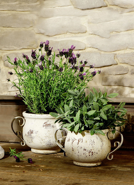 - Jardiniere mit geschwungenen Eisenhenkeln, in Farbe , in Ausführung Jardiniere, klein