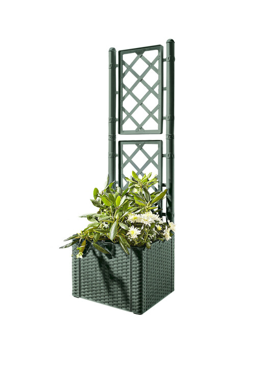 Blumentöpfe & Pflanzgefäße - Pflanzkasten in Rattan-Optik  , in Farbe GRÜN, in Ausführung Spalierwand mit Kasten, klein Ansicht 1