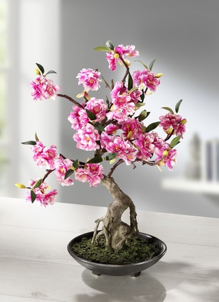 Cerasum-Bonsai im Topf