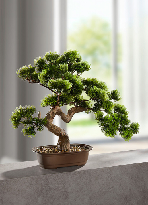 - Bonsai in Schale, in Farbe GRÜN