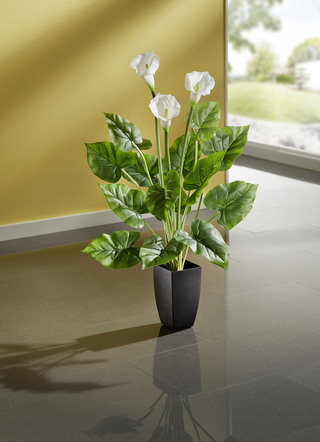 Calla-Pflanze im Topf