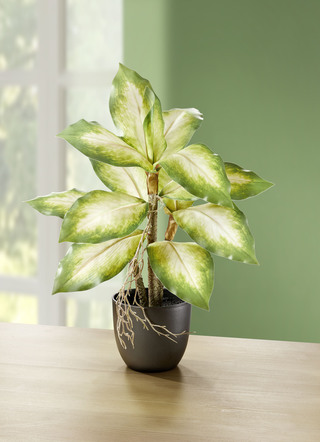 Täuschend echt wirkende Dieffenbachia
