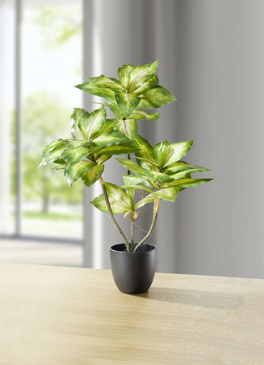 Kunst- & Textilpflanzen - Dieffenbachia, in Farbe GRÜN