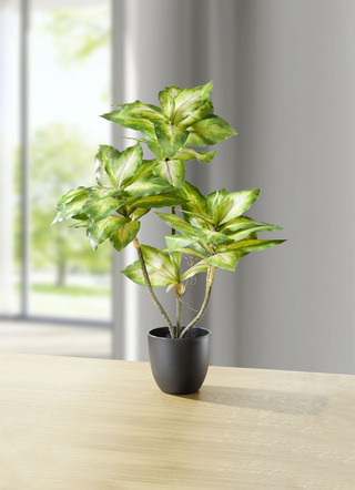 Dieffenbachia