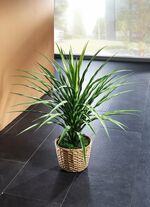 Elefantenfu&szlig; im Topf 