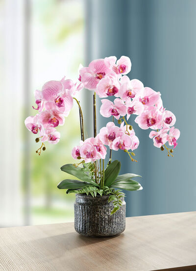 Orchideen-Gesteck im Topf 