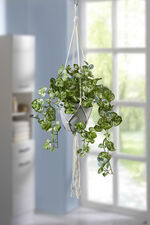 Leuchterblumen-Hängeampel 