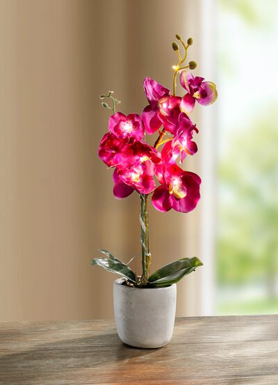 Beleuchtete Orchidee 