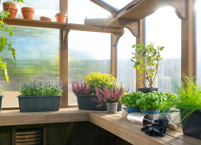 Hochwertiges Gew&auml;chshaus aus Zedernholz 