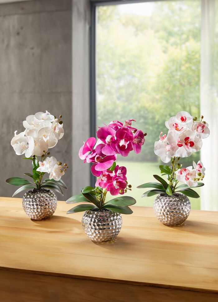 Orchidee Phalaenopsis in Keramikschale CREME