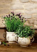 Jardiniere mit geschwungenen Eisenhenkeln 