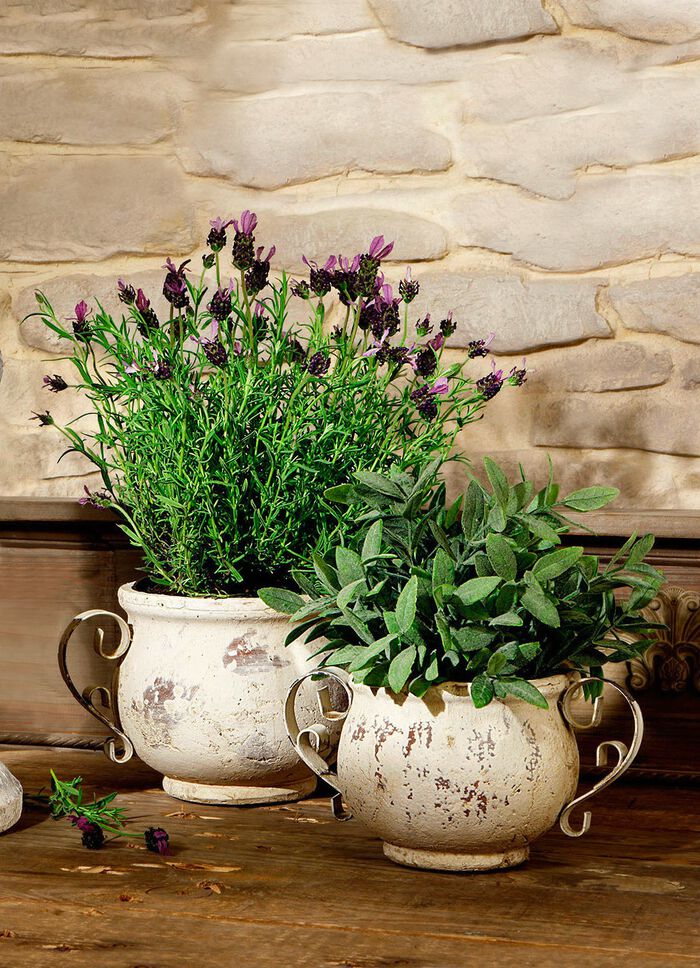 Jardiniere mit geschwungenen Eisenhenkeln 