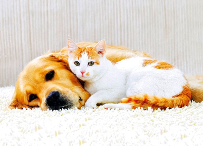 Bodenstaubsauger mit Zyklon-Technologie 