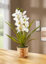 Orchidee im Korb aus Wasserhyazinthe 