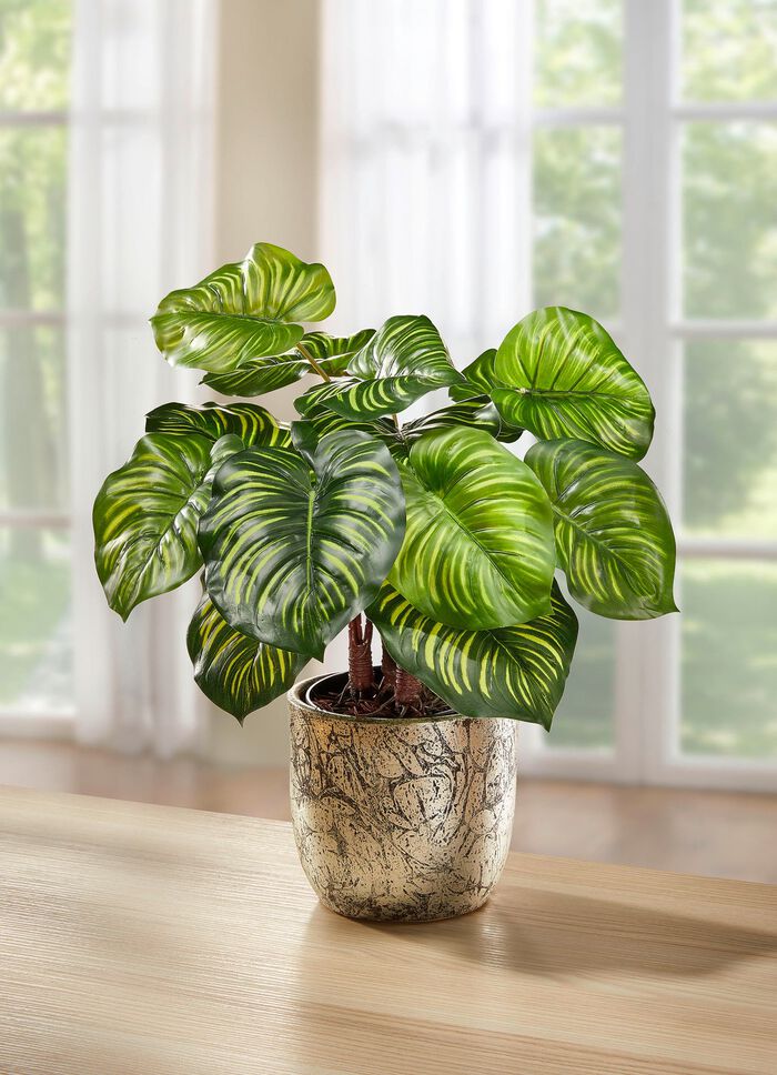 Maranthuspflanze im Topf 