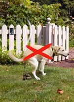 Solar-Tierabwehr Basic 