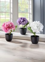 Mini-Hortensien im Topf, 3er-Set 