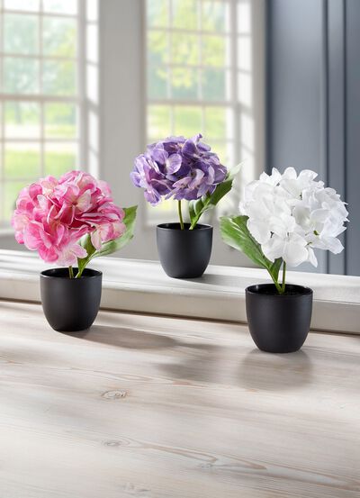 Mini-Hortensien im Topf, 3er-Set 