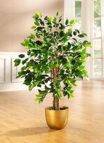 Ficus im Topf 