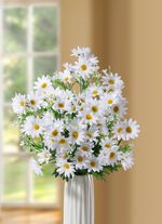 Margeritenzweig, 3er-Set 