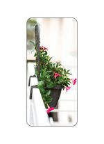 Balkonkasten mit Sichtschutz, 2er-Set ANTHRAZIT