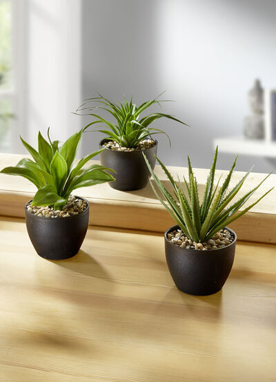 Sukkulenten im Topf, 3er-Set 