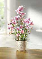 Orchidee im Topf 