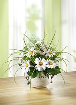 Margeriten-Gesteck im Topf 