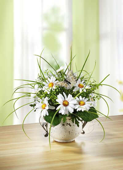 Margeriten-Gesteck im Topf 