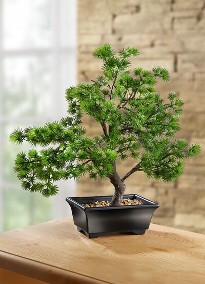 Bonsai im Kunststoff-Topf 