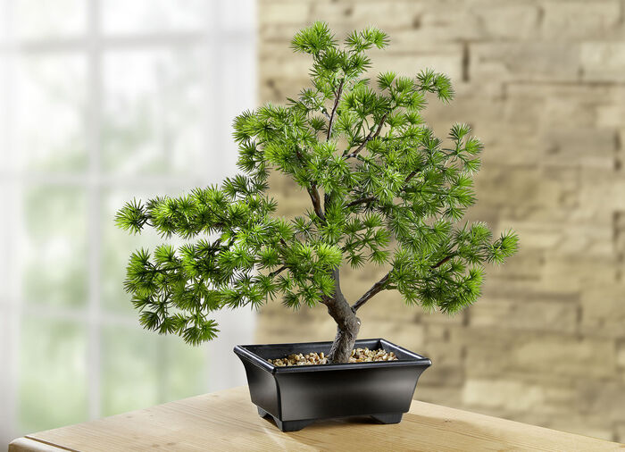 Bonsai im Kunststoff-Topf 
