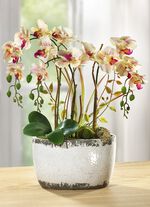 Orchidee im Keramiktopf 