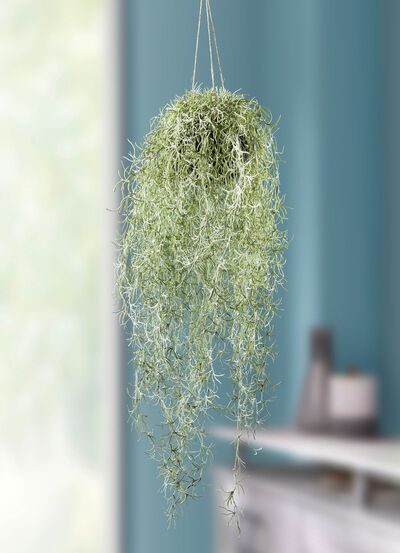 Naturgetreuer Moosh&auml;nger 