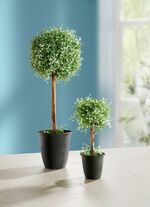 Buchskugelst&auml;mmchen im Topf 