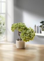 Bonsai im Topf 