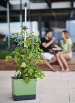 Gusta Garden Tom Tomato mit Bewässerungssystem GRÜN