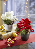 Amaryllis-Gesteck, 2er-Set 